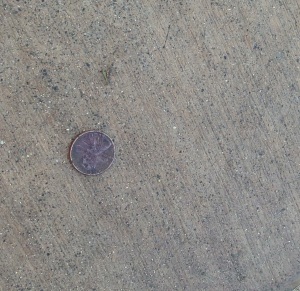 The third penny I found before the race.